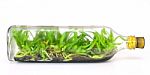 Orchid Seedlings In A Bottle With A Mineral Medium Stock Photo