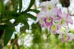 Orchids On Tree, Orchids Are Symbol Of Innocence, Beauty And Ele Stock Photo
