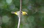 Oriental White-eye Stock Photo