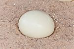 Ostrich Egg On Sand Stock Photo