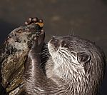 Otter Stock Photo