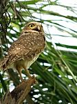 Owl Stock Photo