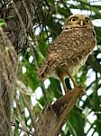Owl - Speotyto Cunicularia Stock Photo