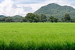 Paddy Field And The Mountain Stock Photo