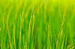 Paddy Field Background Stock Photo