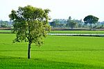 Paddy Fields Stock Photo