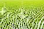 Paddy Rice In Field Stock Photo