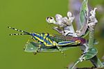 Painted Grasshopper Stock Photo