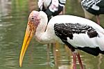 Painted Stork Mycteria Leucocephala Stock Photo