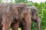 Pair Of Elephants Stock Photo