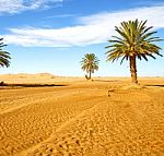 Palm In The  Desert Oasi Morocco Sahara Africa Dune Stock Photo