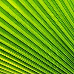 Palm Leaf Stock Photo