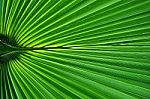  Palm Leaf Stock Photo