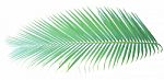 Palm Leaf Isolated On White Background Stock Photo