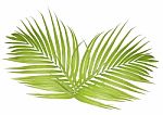 Palm Leaf Isolated On White Background Stock Photo