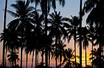 Palm Sunset Stock Photo