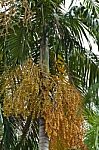 Palm Tree Stock Photo