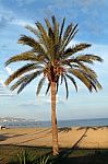 Palm Tree On Beach Stock Photo