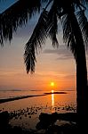 Palm Tree Silhouette Stock Photo