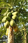 Papaya Stock Photo