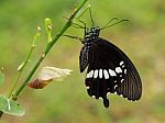 Papilionidae Butterfly Stock Photo