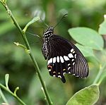 Papilionidae Butterfly Stock Photo