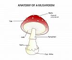 Pars Of A Mushroom Stock Photo