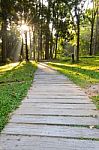 Pathways In Tropical Forests Morning Stock Photo
