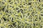 Pattern Of St. Bernard's Lily Stock Photo