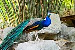 Peacock Or Peafowl Stock Photo