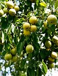 Pear Tree Stock Photo