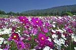 Perple Cosmos Stock Photo