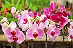 Phalaenopsis Orchid Flowers Stock Photo