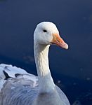 Photo Of A Snow Goose Stock Photo