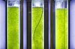 Photobioreactor In Lab Algae Fuel Bio-fuel Stock Photo