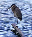 Picture With A Great Blue Heron Standing On A Log Stock Photo