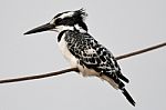 Pied Kingfisher Stock Photo