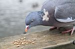 Pigeon Eating Seed Stock Photo