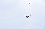 Pigeon Flies In The Blue Sky In A Sunny Day Stock Photo