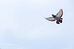 Pigeon Flies In The Blue Sky In A Sunny Day Stock Photo