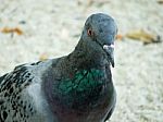 Pigeon In Thailand Stock Photo