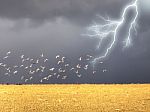 Pigeons And Lightning Stock Photo