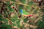 Pin-tailed Parrotfinch Bird Stock Photo