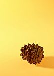 Pine Cone Stock Photo
