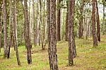 Pine Forest Stock Photo