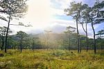 Pine Forest In Sunset Light Background. Landscape With Green Pin Stock Photo