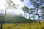 Pine Forest In Sunset Light Background. Landscape With Green Pin Stock Photo