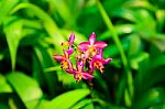 Pink And Purple Spathoglottis Orchid Blooms In The Garden With Warm Light Stock Photo