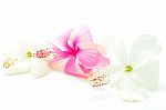 Pink And White Hibiscus Stock Photo