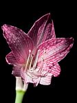 Pink And White Star Lily Stock Photo